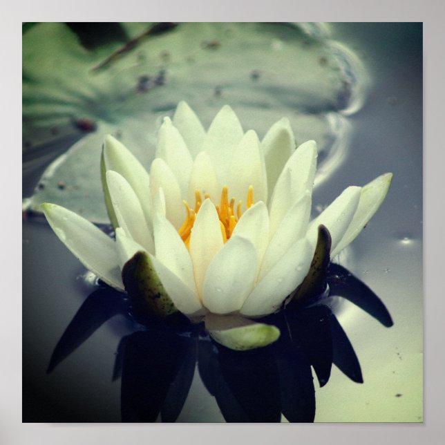 Poster Lotus Blossom (Devant)