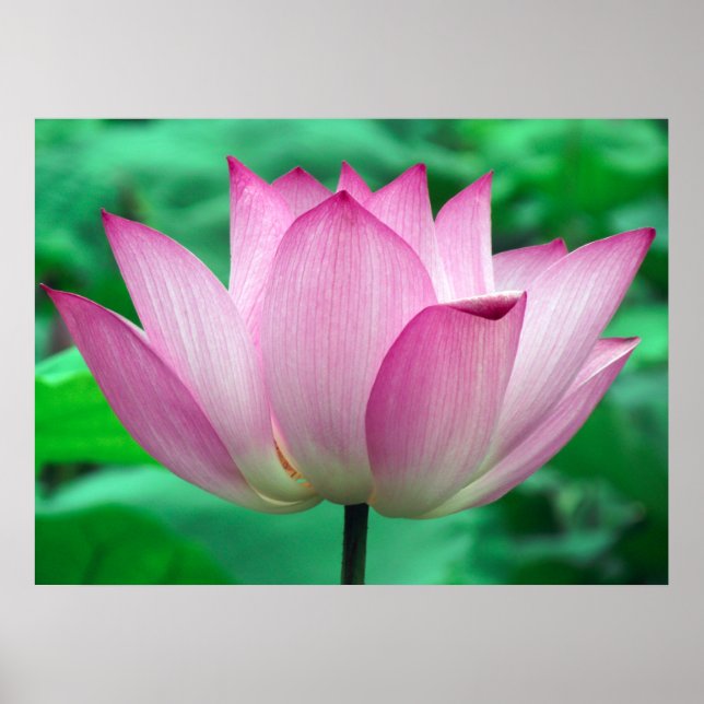 Poster Lotus Blossom (Devant)