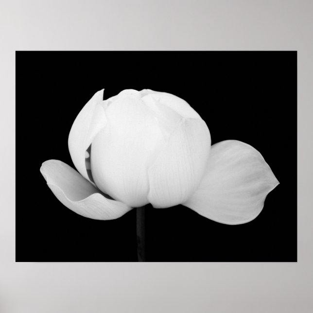 Poster Lotus Bud (Devant)