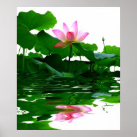 Lotus eau verte zen tranquillité paix belle