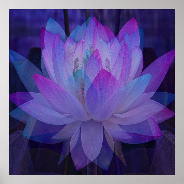 Poster Lotus en bleu... (Devant)
