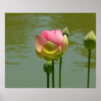 Poster Lotus en fleur
