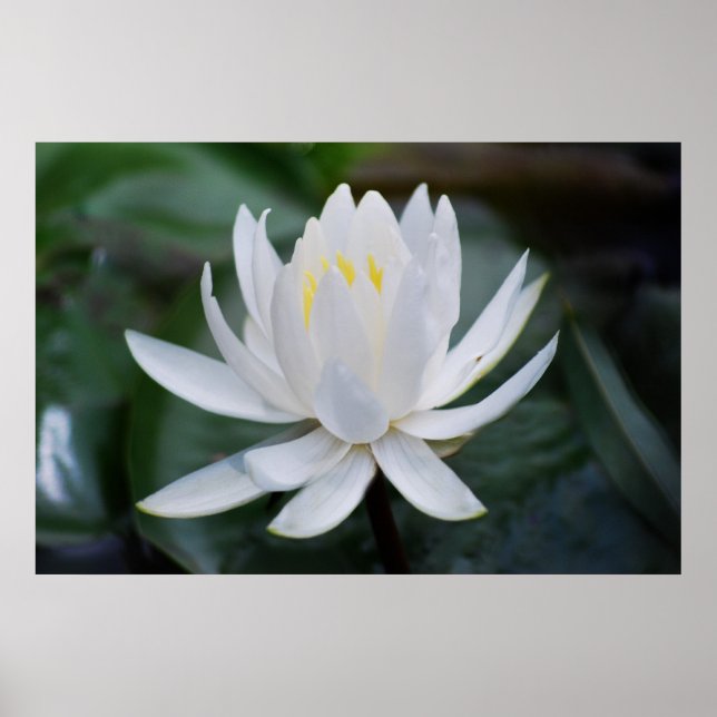 Poster Lotus ou nénuphar et signification (Devant)