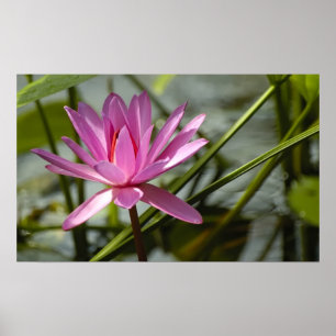 Poster Lotus rose