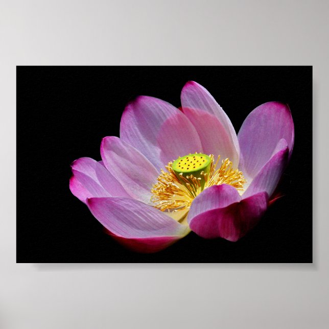 Poster Lotusblume (Devant)