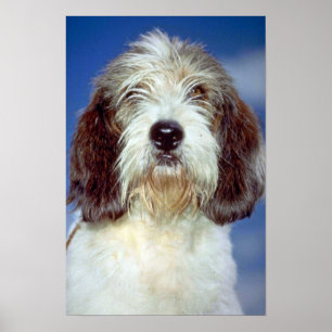 Poster Louis,"""" Petit Basset Griffon de Vendeen
