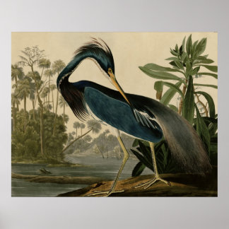Poster Louisiana Heron