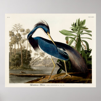 Poster Louisiana Heron, 1834, From the Birds of America