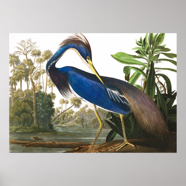 Poster Louisiana Heron par John James Audubon (Devant)