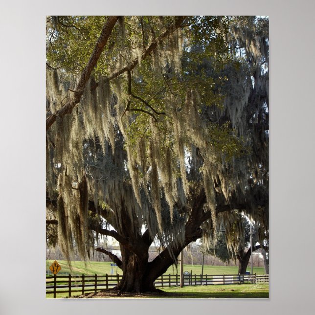 Poster Louisiana Oak [Imprimer l'art] (Devant)