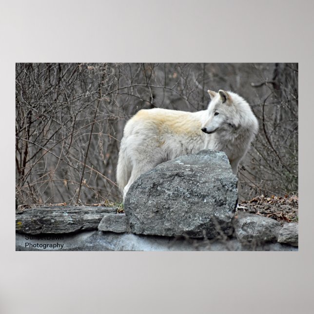 Poster Loup (Devant)