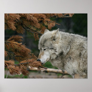 Poster Loup