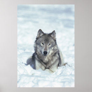 Poster Loup