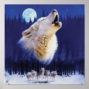 Poster Loup