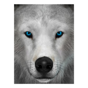 Poster Loup Arctique