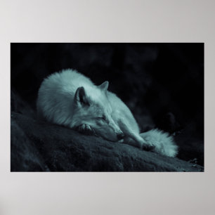 Poster Loup arctique (blanc)