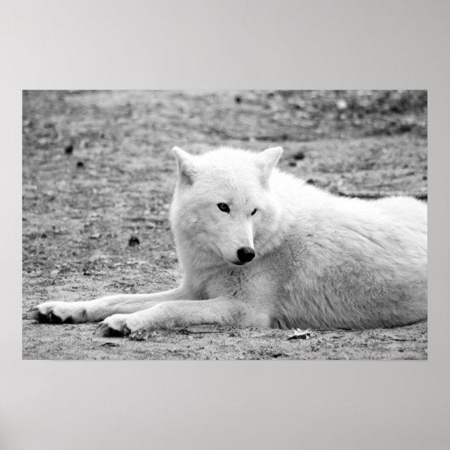 Poster Loup arctique - loup blanc (Devant)