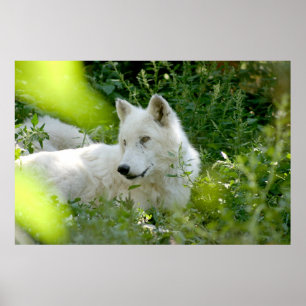 Poster Loup blanc