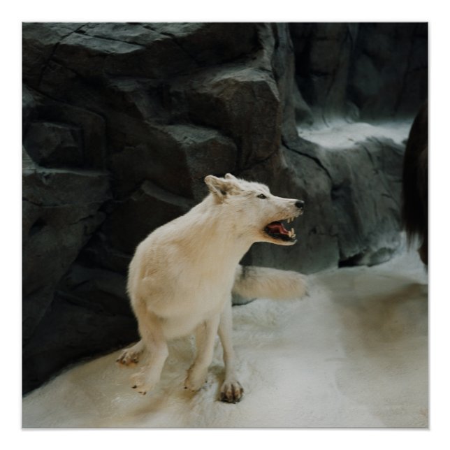 Poster Loup blanc (Devant)