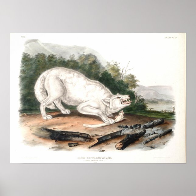 Poster Loup blanc américain par John James Audubon (Devant)
