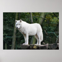 Loup blanc sauvage