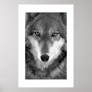 Poster Loup de bois #1