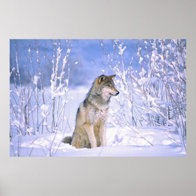 Poster Loup de bois assis dans la neige, Canis lupus, (Devant)