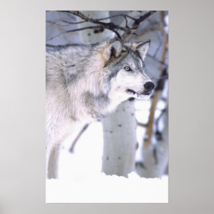 Poster Loup de bois, Canis lupus, Animal de cinéma Utah)