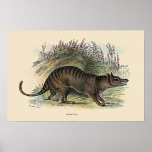 Poster Loup de Tasmanie