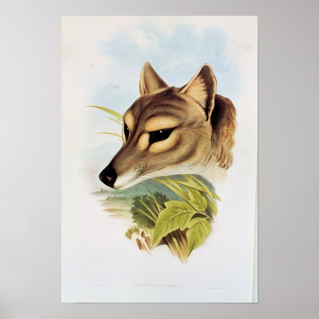 Poster Loup de Tasmanie ou tigre (Devant)