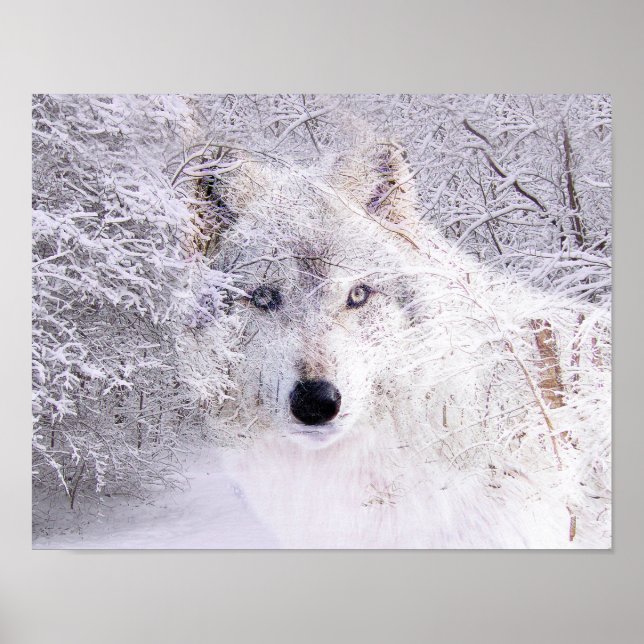 Poster Loup d'hiver (Devant)