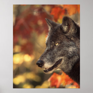 Poster Loup en automne
