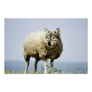 Poster Loup en vêtements de mouton