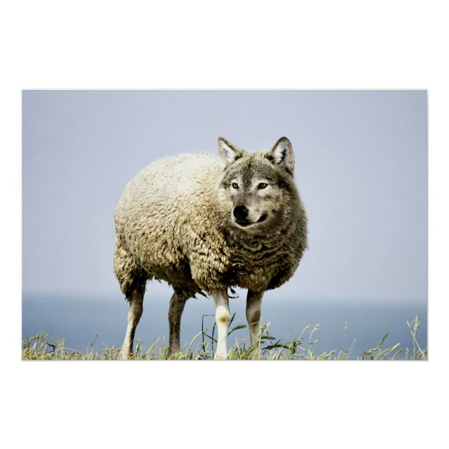 Poster Loup en vêtements de mouton (Devant)