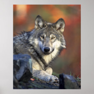 Poster Loup gris