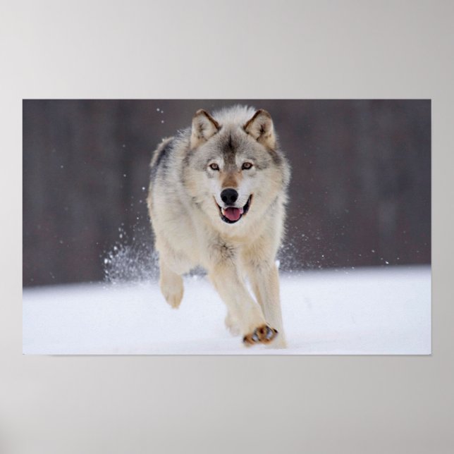 Poster Loup gris (Devant)