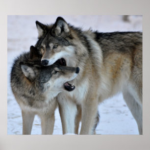 Poster Loup gris