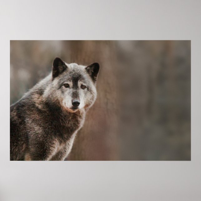 Poster Loup gris (Devant)