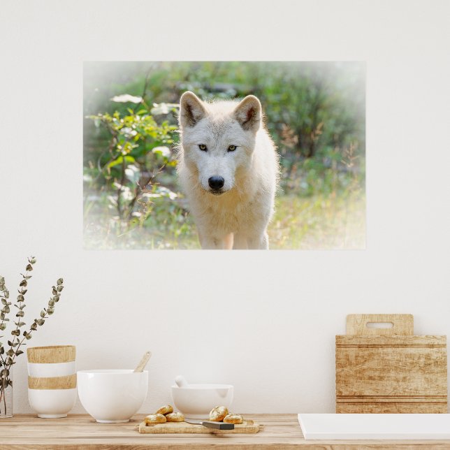 Poster Loup gris, animal (Cuisine)