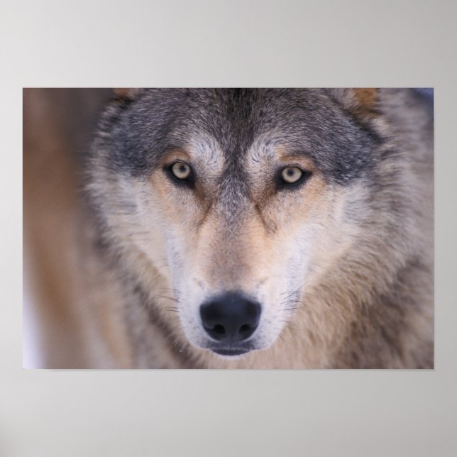 Poster loup gris, Canis lupus, gros plan sur les yeux (Devant)