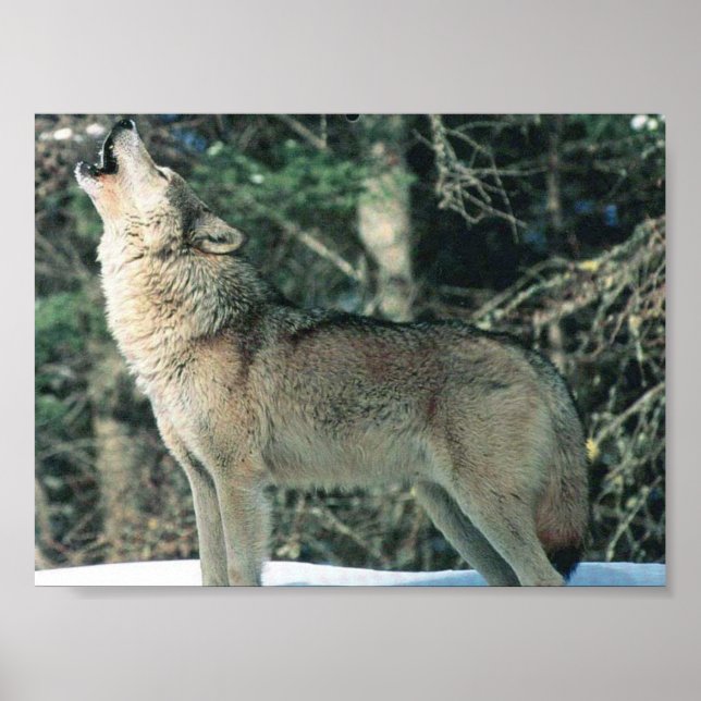Poster Loup gris hurle (Devant)