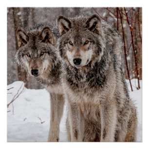 Poster Loup gris-oriental