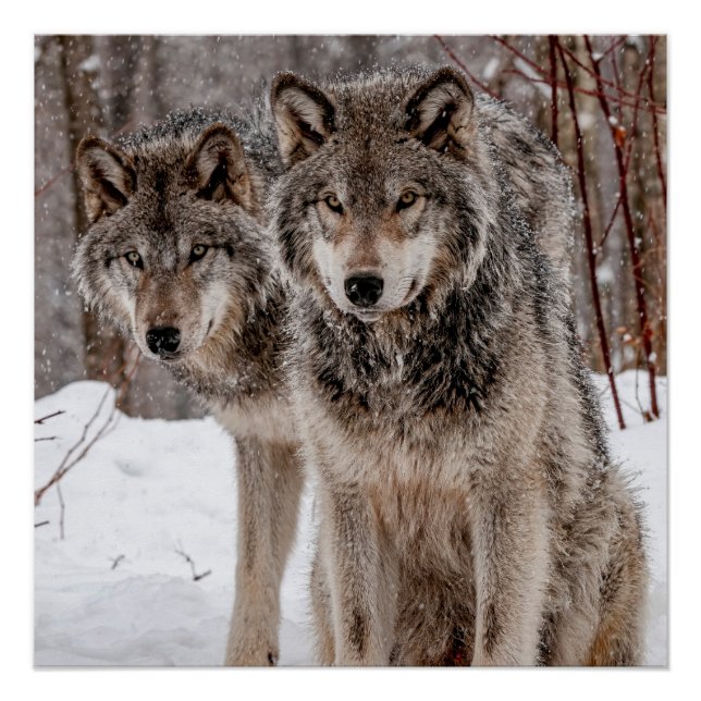 Poster Loup gris-oriental (Devant)