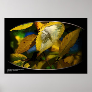 POSTER LOUP NOIR