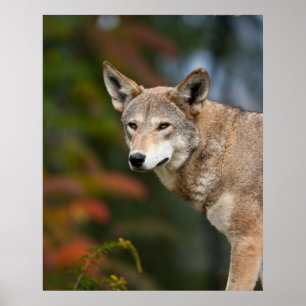 Poster Loup rouge
