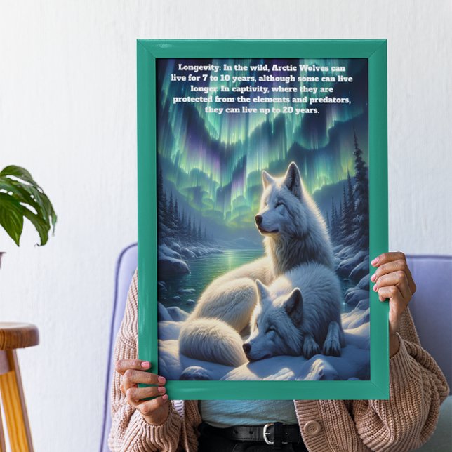 Poster Loups blancs arctiques en Neige (Créateur téléchargé)