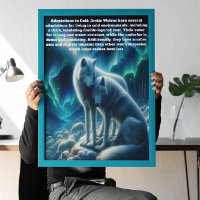Loups blancs majestueux se reposant