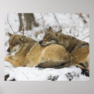 Poster Loups dans le bois de Bawarian