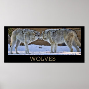 Poster Loups De Yellowstone