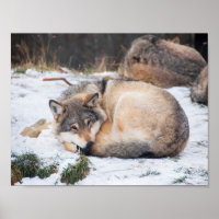 Loups dormant